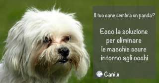 Come eliminare le macchie scure intorno agli occhi del cane