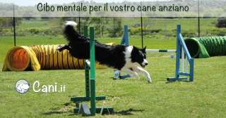 Cibo mentale per il vostro cane anziano