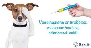 Vaccinazione antirabbica nel cane: ecco come funziona, chiariamoci i dubbi