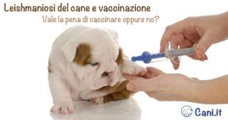 Leishmaniosi del cane e vaccinazione