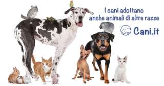 I cani adottano anche animali di altre razze