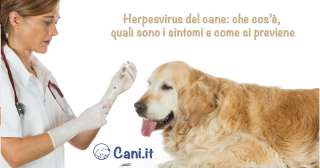 Herpesvirus del cane: che cos’è, quali sono i sintomi e come si previene