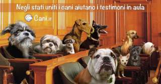 Negli stati uniti i cani aiutano i testimoni in aula