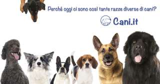 Perché oggi ci sono così tante razze diverse di cani?