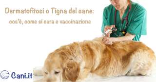 Dermatofitosi o Tigna del cane: cos’è, come si cura e vaccinazione