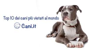 Top 10 dei cani più vietati al mondo