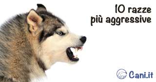 Le 10 razze di cani più aggressive