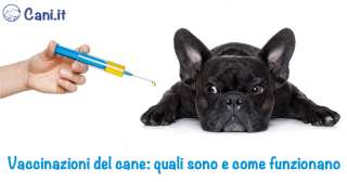 Vaccinazioni del cane: quali sono e come funzionano