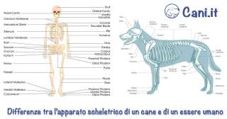 Differenze tra l’apparato scheletrico di un cane e di un essere umano