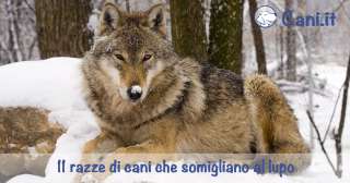 11 razze di cani che somigliano al lupo