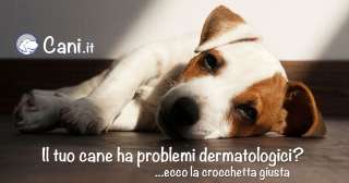 Il tuo cane ha problemi dermatologici? Ecco la crocchetta giusta