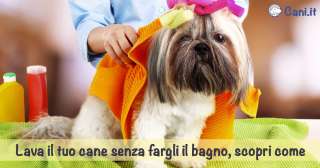 Lava il tuo cane senza fargli il bagno, scopri come