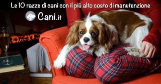 Le 10 razze di cani con il più alto costo di manutenzione