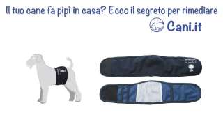 Il tuo cane fa pipì in casa?