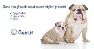 Cane con gli occhi rossi: ecco i migliori prodotti