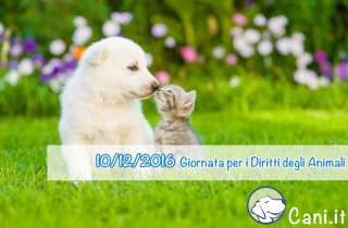 10 Dicembre Giornata per i Diritti degli Animali, 