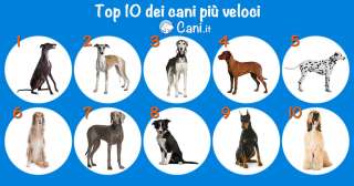 Top 10 dei cani più veloci