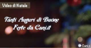 Auguri di Buone Feste!!!!