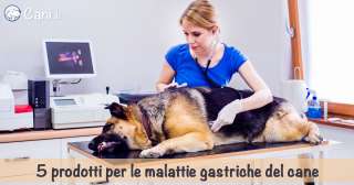 5 prodotti per le malattie gastriche del cane