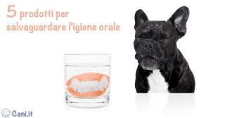 5 prodotti per salvaguardare l’igiene orale del tuo cane