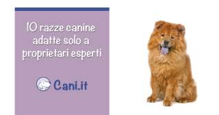 10 razze canine che sono adatte solo a proprietari esperti