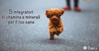 5 integratori di vitamine e minerali per il tuo cane