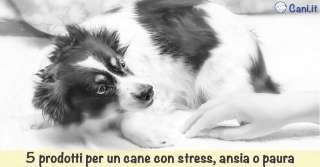 5 prodotti per un cane con stress, ansia o paura