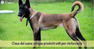 Ossa del cane: cinque prodotti utili per rinforzarle