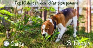 Top 10 dei cani con l’olfatto più potente