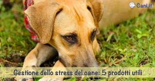 Gestione dello stress del cane: 5 prodotti utili