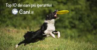 Top10 Cani più iperattivi