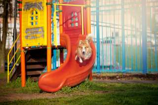 La buona educazione al parco per cani