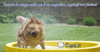 Quando fa troppo caldo per il tuo cagnolino, regalagli una piscina!