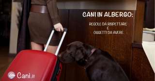 Cani in albergo: quali sono le regole da rispettare e gli oggetti da avere