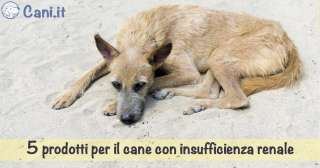 5 prodotti per il cane con insufficienza renale