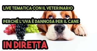 Il veterinario risponde: L'Uva e Uvetta sono Dannose?