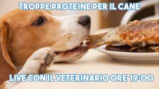 Troppe proteine fanno male al cane?