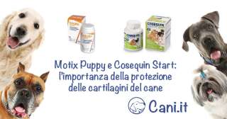 Motix Puppy e Cosequin Start: l'importanza della protezione delle cartilagini del cane