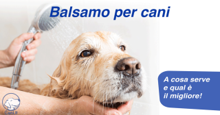 Balsamo per cani: a cosa serve e qual è il migliore!