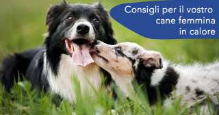 Consigli per il vostro cane femmina in calore