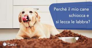 Perché il mio cane schiocca e si lecca le labbra?