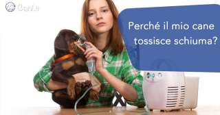 Perché il mio cane tossisce schiuma?