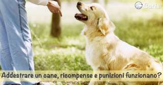 Addestrare un cane, ricompense e punizioni funzionano?