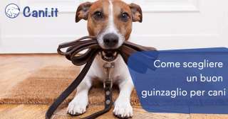 Come scegliere un buon guinzaglio per cani