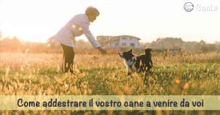 Come addestrare il vostro cane a venire da voi