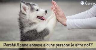 Perché il cane annusa alcune persone (e altre no)?