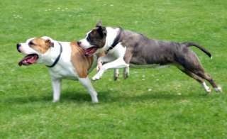 Amstaff compagno di giochi