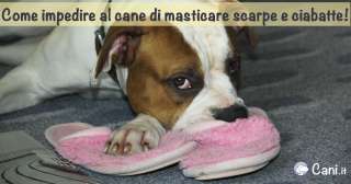 Come impedire al cane di masticare scarpe e ciabatte!