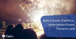 Botti e fuochi d’artificio: come tranquillizzare il proprio cane