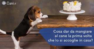 Cosa dar da mangiare al cane la prima volta che lo si accoglie in casa?